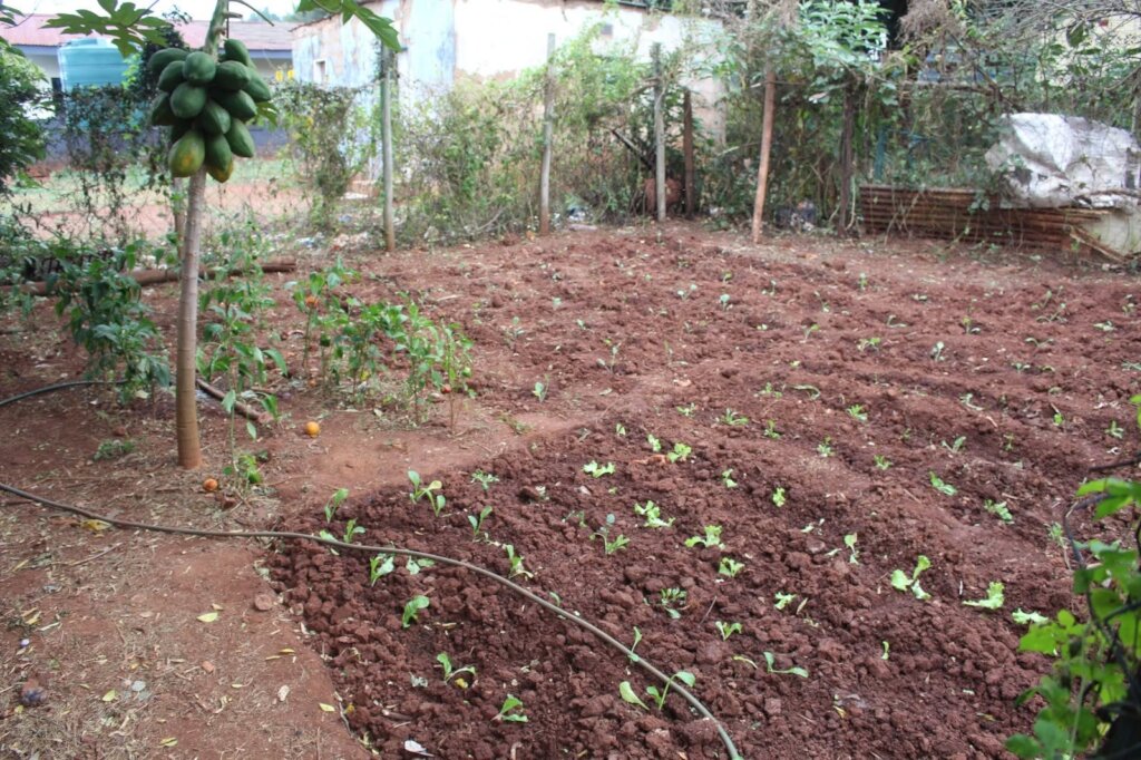 Ezulwini NCP Garden