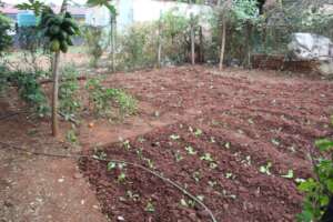 Ezulwini NCP Garden