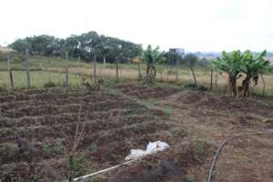 Elangeni NCP Garden