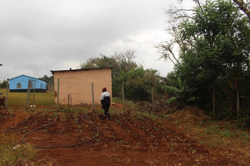 Mlindazwe NCP Garden