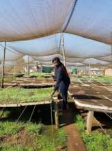 NCP Coordinator buying seedlings