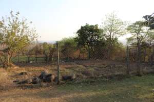 Elangeni NCP garden