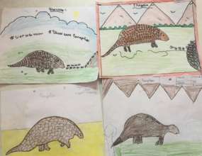Pangolin sketches by the students