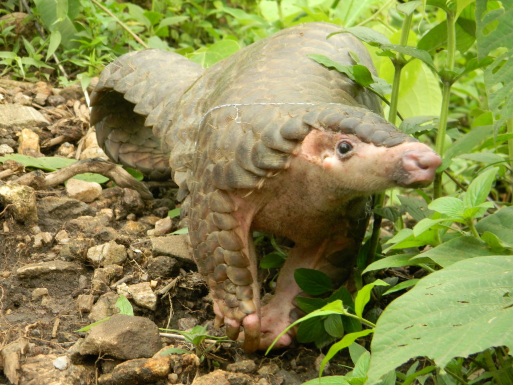Save Pangolins from the Illegal Wildlife Trade
