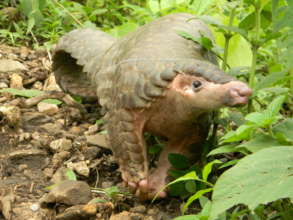 Pangolin in Wild
