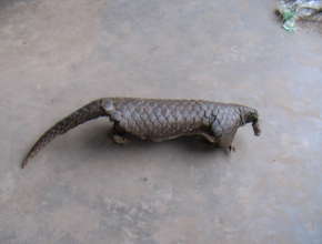 Pangolin Skin