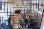 Spay/Neuter and Adoption of Street Animals