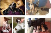 Spay/Neuter and Adoption of Street Animals