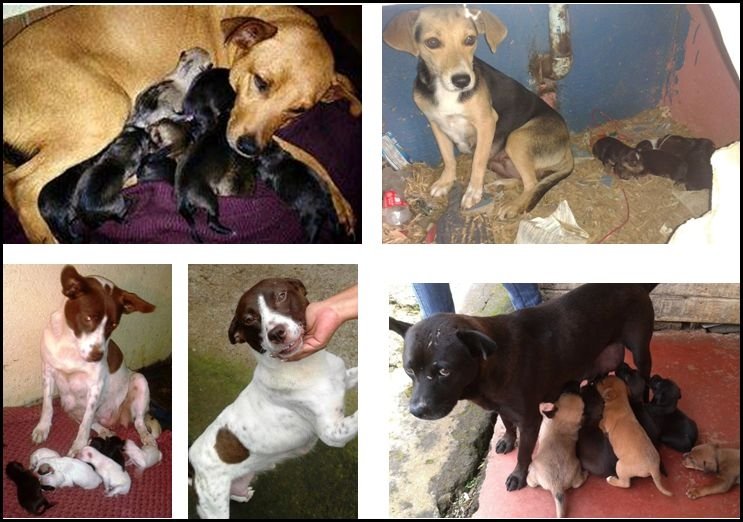 Spay/Neuter and Adoption of Street Animals