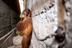 Cruelly chained in an alley way