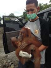 Rescued and going to the vet for treatment