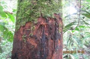 Bear claw marks on a tree in Baharok