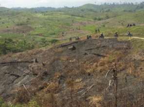 Evidence of burning forest. Photo by OIC.