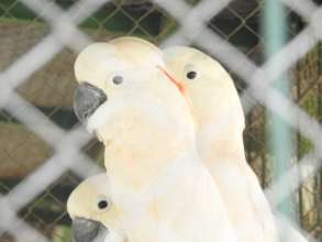 Citron-crested cockatoos