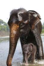 Sumatra elephants in a sanctuary in Sumatra.