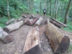 Evidence of illegal logging