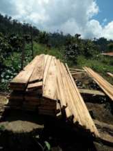 Processed timber in Bukit Barisan forest.