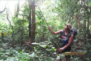 Removing a bird snare