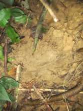 Sun bear tracks