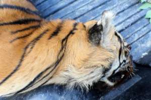 female tiger carcass found at Ismail's home