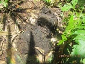 elephant dung and tracks