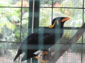 A mynah bird at the illegal zoo