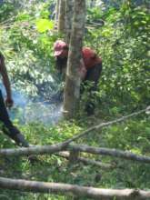 Destroying illegal rubber trees