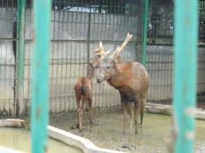 Sambar deer