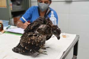 Juvenile Black Indian Kite