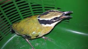 Indian Pitta rescued and treated at JCT