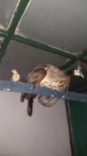 Peahen roosting