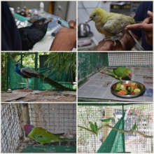 Birds in our facility