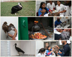 Birds in our facility