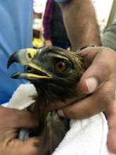 A booted eagle being examined