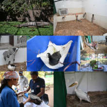 Birds treated in our facility