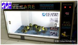 Comb duck babies inside intensive care brooder