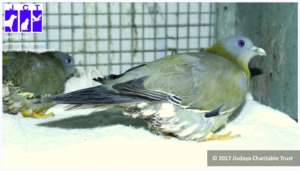 Yellow-legged green pigeons