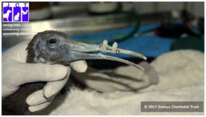 Beak fracture repair of a black ibis
