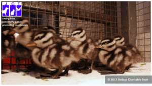 Lesser whistling duck babies