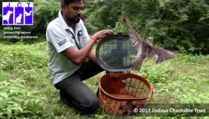 Shikra released post surgi-repair of wing fracture