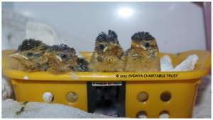 Baya weaver bird chicks