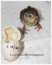 Indian peafowl hatched from egg