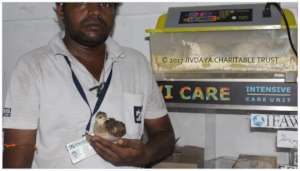 Indian peafowl hatchling hatched in our incubator