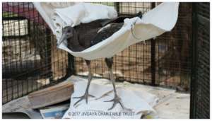 Black ibis on a sling for physiotherapy