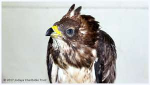 Oriental honey buzzard was suffering dehydration