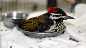 Black-rumped flameback woodpecker baby