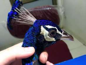 An Indian peafowl waking up from anaesthesia