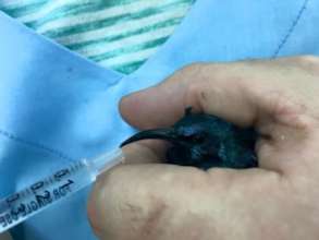 Oral fluids given to a purple sunbird