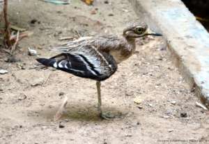 injured in right wing