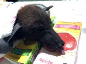 Fruit bats are common victims of manja injuries